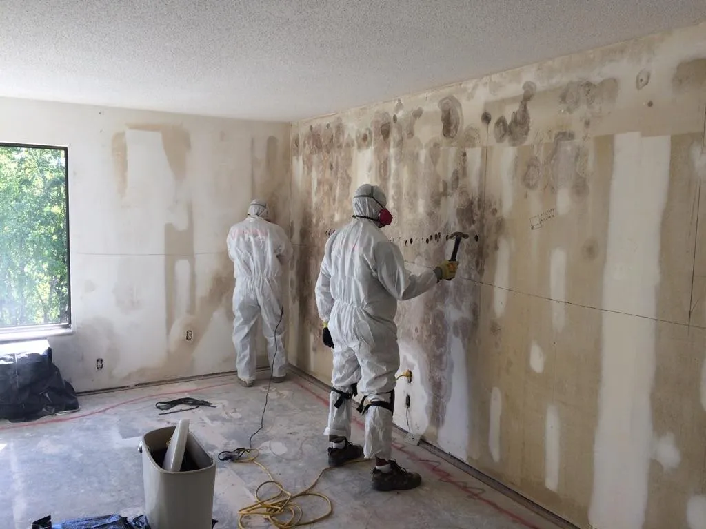 Mold remediation professionals working on walls