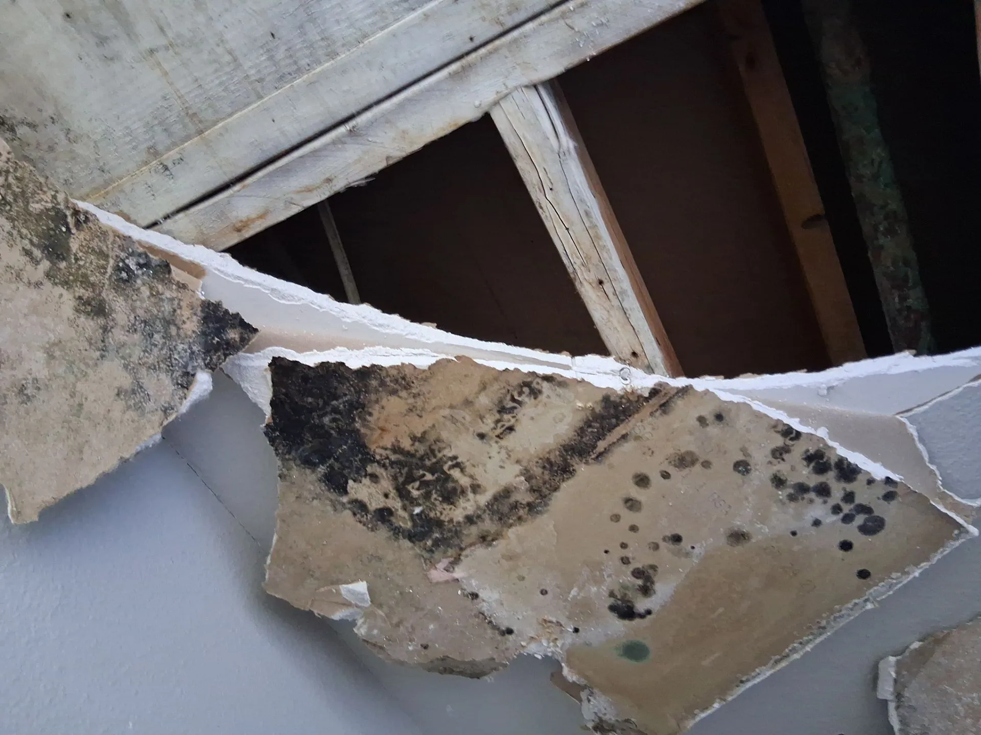 damaged wall with mold and peeling material