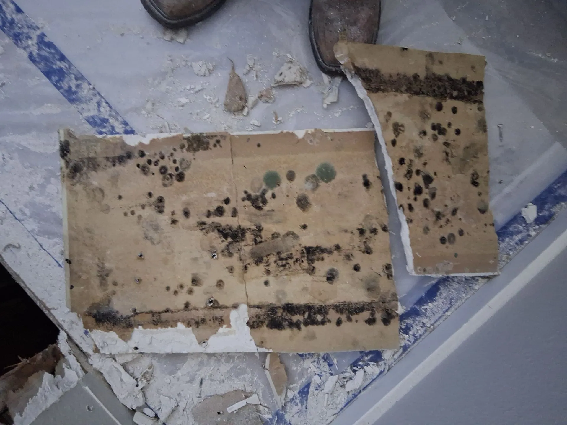 Mold damaged flooring with visible mold spots and degradation